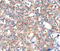 Kallikrein Related Peptidase 15 antibody, MBS2523752, MyBioSource, Immunohistochemistry paraffin image 