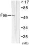 FAS antibody, LS-B7630, Lifespan Biosciences, Western Blot image 