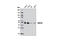 SET And MYND Domain Containing 2 antibody, 9734S, Cell Signaling Technology, Western Blot image 