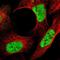 DEAD-Box Helicase 42 antibody, NBP1-87134, Novus Biologicals, Immunofluorescence image 