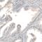 NPR3 Like, GATOR1 Complex Subunit antibody, PA5-52849, Invitrogen Antibodies, Immunohistochemistry frozen image 