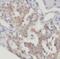 Secernin 3 antibody, FNab07659, FineTest, Immunohistochemistry frozen image 