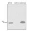 p16-INK4 antibody, GTX30434, GeneTex, Western Blot image 