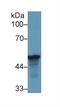 Leucine Rich Alpha-2-Glycoprotein 1 antibody, LS-C717370, Lifespan Biosciences, Western Blot image 