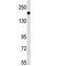 TSC Complex Subunit 1 antibody, F53590-0.1ML, NSJ Bioreagents, Western Blot image 