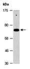 Synoviolin 1 antibody, orb67250, Biorbyt, Western Blot image 