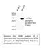 Phosphatase And Tensin Homolog antibody, STJ90733, St John