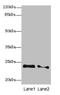 RAS Related 2 antibody, LS-C676434, Lifespan Biosciences, Western Blot image 