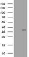 COP9 signalosome complex subunit 6 antibody, TA505754, Origene, Western Blot image 