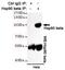 Heat Shock Protein 90 Alpha Family Class B Member 1 antibody, GTX16486, GeneTex, Immunoprecipitation image 