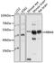 RNA Binding Motif Protein 4 antibody, 13-605, ProSci, Western Blot image 