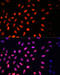 Kruppel Like Factor 2 antibody, 16-624, ProSci, Immunofluorescence image 