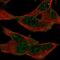 G Protein-Coupled Receptor 155 antibody, NBP2-56118, Novus Biologicals, Immunofluorescence image 