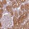 Peptidylprolyl Isomerase A antibody, NBP2-46850, Novus Biologicals, Immunohistochemistry frozen image 