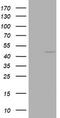 Keratin 20 antibody, LS-C175451, Lifespan Biosciences, Western Blot image 