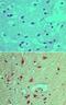 Inositol Polyphosphate Phosphatase Like 1 antibody, NBP2-24461, Novus Biologicals, Immunohistochemistry paraffin image 