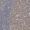 Carboxypeptidase B2 antibody, NBP1-85469, Novus Biologicals, Immunohistochemistry frozen image 