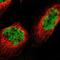 GATA Zinc Finger Domain Containing 2B antibody, NBP1-87358, Novus Biologicals, Immunofluorescence image 