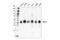 Insulin Like Growth Factor Binding Protein 3 antibody, 25864S, Cell Signaling Technology, Western Blot image 