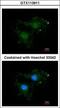 Bcl-2-like protein 10 antibody, GTX113911, GeneTex, Immunocytochemistry image 