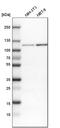 BICD Cargo Adaptor 2 antibody, HPA023013, Atlas Antibodies, Western Blot image 