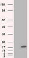 Tetratricopeptide Repeat Domain 32 antibody, TA501341, Origene, Western Blot image 