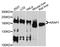 ArfGAP With RhoGAP Domain, Ankyrin Repeat And PH Domain 1 antibody, A10466, ABclonal Technology, Western Blot image 