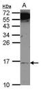 Mitochondrial Ribosomal Protein L14 antibody, PA5-32095, Invitrogen Antibodies, Western Blot image 