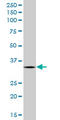 Aminoacyl TRNA Synthetase Complex Interacting Multifunctional Protein 1 antibody, LS-C139426, Lifespan Biosciences, Western Blot image 