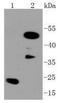 CCAAT Enhancer Binding Protein Beta antibody, A01100-1, Boster Biological Technology, Western Blot image 