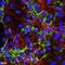 Elastin Microfibril Interfacer 1 antibody, NBP2-36338, Novus Biologicals, Immunofluorescence image 