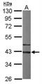G Protein Subunit Alpha I3 antibody, NBP1-32617, Novus Biologicals, Western Blot image 