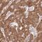 Etoposide-induced protein 2.4 homolog antibody, PA5-62296, Invitrogen Antibodies, Immunohistochemistry frozen image 