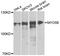 Myosin VB antibody, A03351, Boster Biological Technology, Western Blot image 