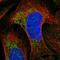 Chemokine-like factor antibody, HPA062779, Atlas Antibodies, Immunofluorescence image 