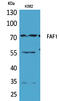 Fas Associated Factor 1 antibody, STJ96514, St John