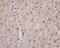 Arginase 1 antibody, M01106-2, Boster Biological Technology, Immunohistochemistry frozen image 