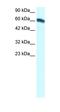 Forkhead Box C2 antibody, orb329652, Biorbyt, Western Blot image 