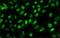 Suppressor Of Variegation 3-9 Homolog 1 antibody, NB120-12405, Novus Biologicals, Immunocytochemistry image 