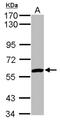 Zinc Finger Protein 345 antibody, NBP2-20996, Novus Biologicals, Western Blot image 
