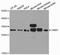 Histamine N-Methyltransferase antibody, orb167179, Biorbyt, Western Blot image 