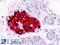 Insulin antibody, LS-B9088, Lifespan Biosciences, Immunohistochemistry paraffin image 