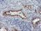 Golgi Membrane Protein 1 antibody, LS-C173648, Lifespan Biosciences, Immunohistochemistry frozen image 
