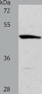 Actin Related Protein 3B antibody, TA323340, Origene, Western Blot image 