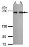 TANGO antibody, LS-B4210, Lifespan Biosciences, Western Blot image 