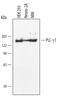 Phospholipase C Gamma 1 antibody, MAB3288, R&D Systems, Western Blot image 