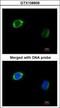 RAB2B, Member RAS Oncogene Family antibody, GTX108606, GeneTex, Immunocytochemistry image 