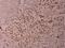 Activating Transcription Factor 2 antibody, A00916T69, Boster Biological Technology, Immunohistochemistry frozen image 