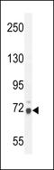 WD Repeat Domain 76 antibody, LS-C160603, Lifespan Biosciences, Western Blot image 