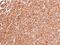 Toll Like Receptor 3 antibody, PA5-29619, Invitrogen Antibodies, Immunohistochemistry frozen image 